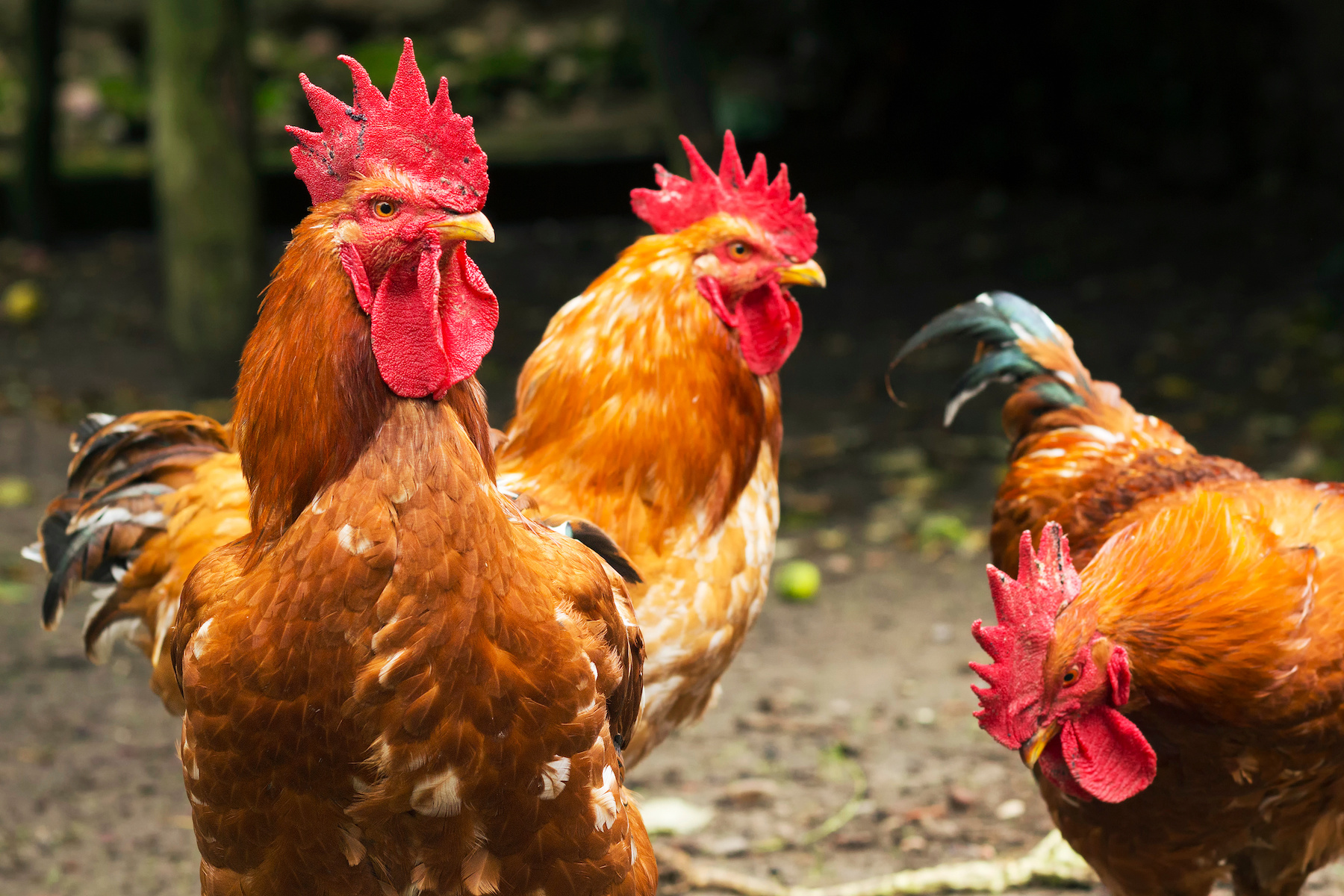 How To Protect Chickens From Hawks Mother Earth News